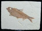 Knightia Fossil Fish - Wyoming #7597-1